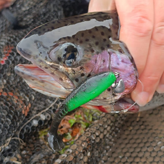 Forelle gefangen auf Gummifisch